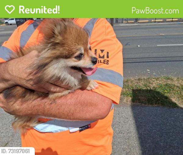 Reunited Unknown Dog last seen 94th and Pacific Ave Tacoma by Enterprise car rental, Tacoma, WA 98444