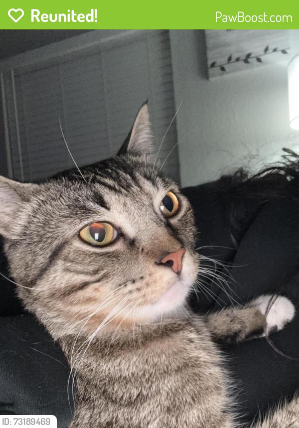Reunited Male Cat last seen Near mineral wells Terrell tx, Terrell, TX 75160