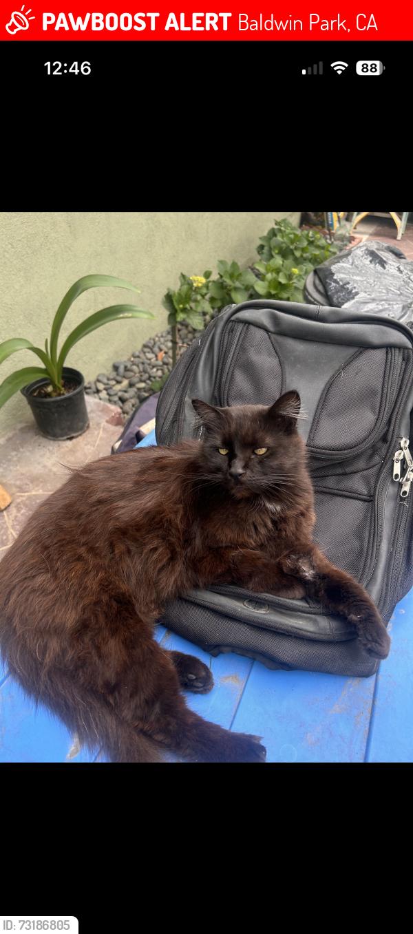 Lost Female Cat last seen Baldwin park Ave, Baldwin Park, CA 91706