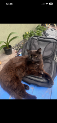 Lost Female Cat last seen Baldwin park Ave, Baldwin Park, CA 91706