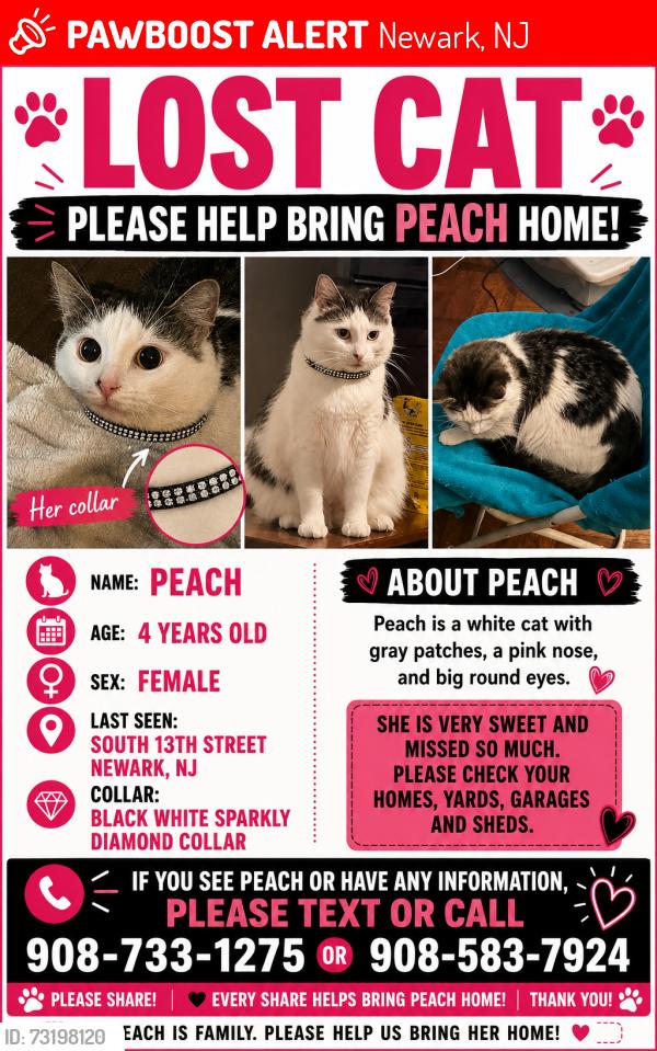 Lost Female Cat last seen South 13th street Newark Nj, Newark, NJ 07108