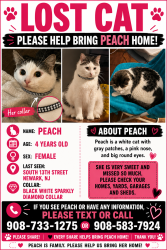 Lost Female Cat last seen South 13th street Newark Nj, Newark, NJ 07108