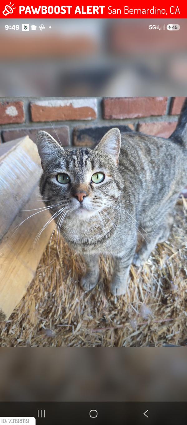 Lost Female Cat last seen 40th and watermen, San Bernardino, CA 92404
