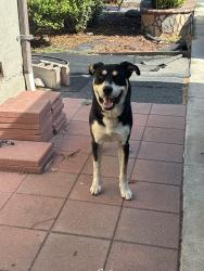 Found/Stray Male Dog last seen Foster Rd. & Clark Ave., Bellflower, CA 90706