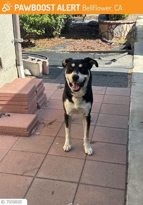 Found/Stray Male Dog last seen Foster Rd. & Clark Ave., Bellflower, CA 90706