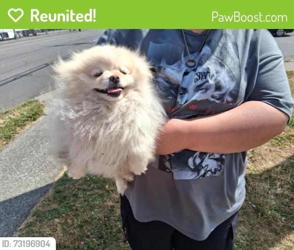 Reunited Unknown Dog last seen Enterprise car rental, Tacoma, WA 98444