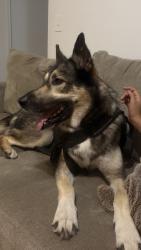 Reunited Male Dog last seen Near e park blvd, Plano, TX 75074