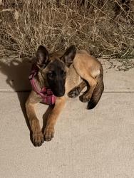 Lost Female Dog last seen 5th street, Turlock, CA 95380