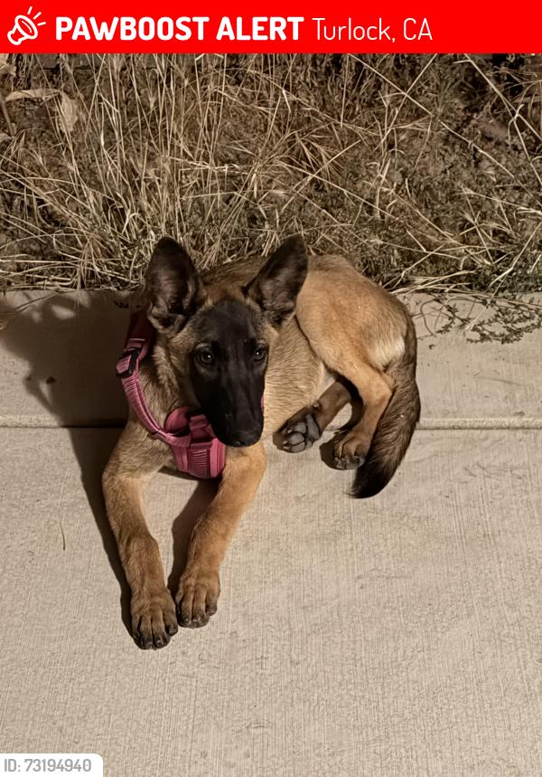 Lost Female Dog last seen 5th street, Turlock, CA 95380