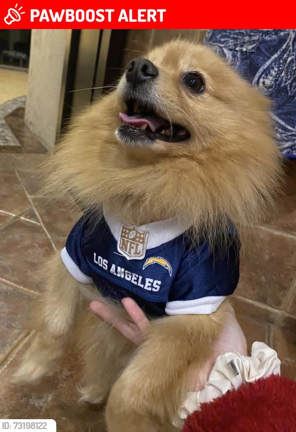 Lost Male Dog last seen Villa satélite la Calera , 72564, Heroica Puebla de Zaragoza, Pue. 72575