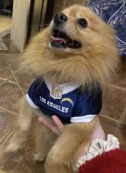 Lost Male Dog last seen Villa satélite la Calera , 72564, Heroica Puebla de Zaragoza, Pue. 72575