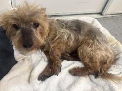 Reunited Male Dog last seen Farnsworth street across sayre San Leandro ca., San Leandro, CA 94579