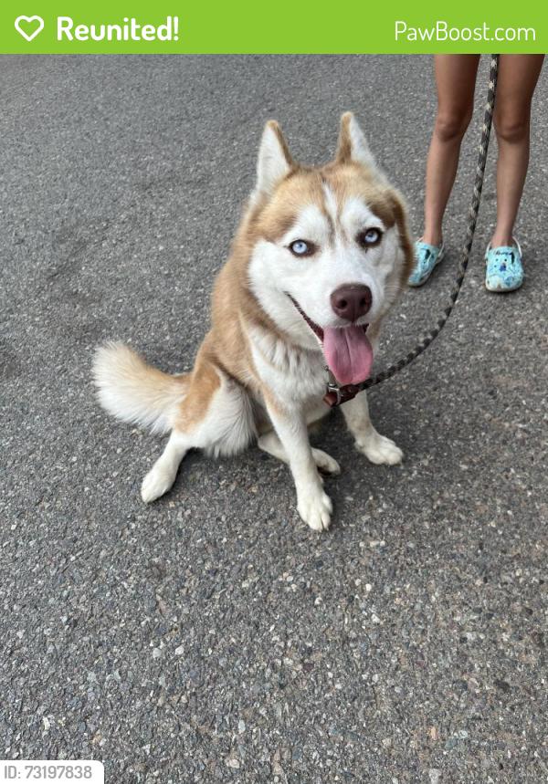 Reunited Female Dog last seen Harbison Canyon Rd and E Noakes St, San Diego County, CA 92021