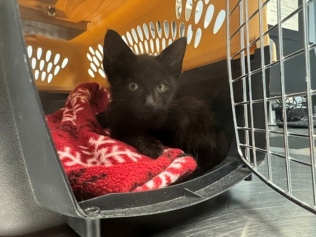 Shelter Stray Male Cat last seen , 150 Bolivar St, Canton, MA 02021, USA