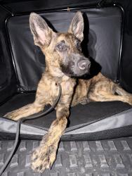 Found/Stray Male Dog last seen Curtis king rd & imperial, Norwalk, CA 90650