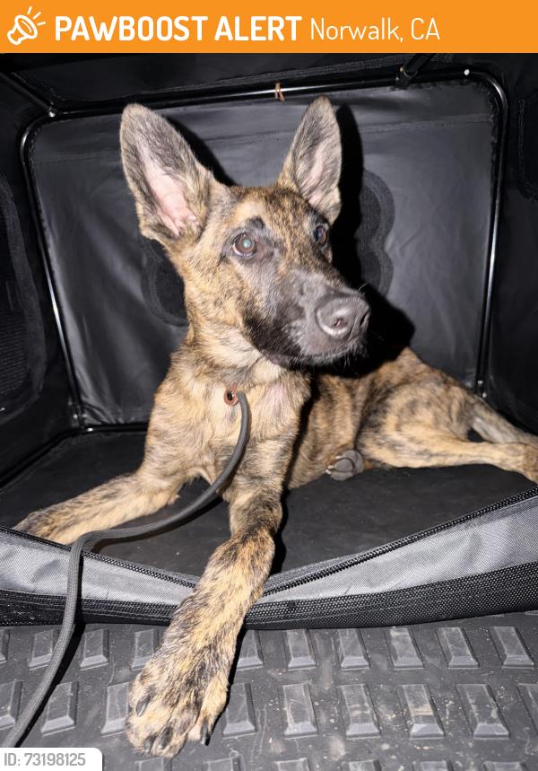 Found/Stray Male Dog last seen Curtis king rd & imperial, Norwalk, CA 90650
