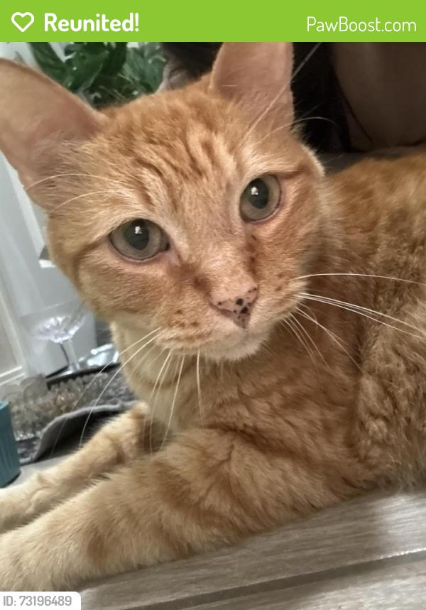 Reunited Female Cat last seen 131st & Aspen, Broken Arrow, OK 74011