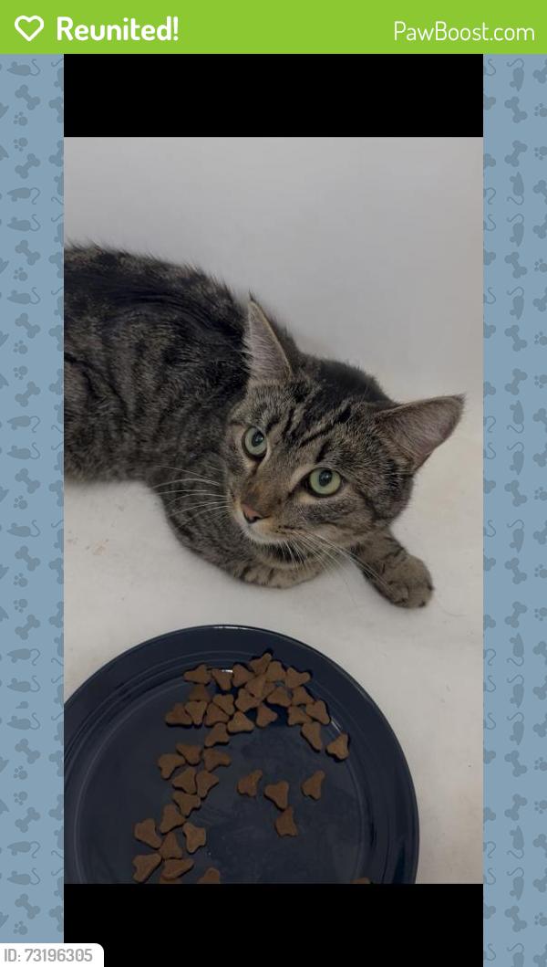 Reunited Male Cat last seen Near Wilshire Blvd, Santa Monica, CA 90403, USA, Santa Monica, CA 90403