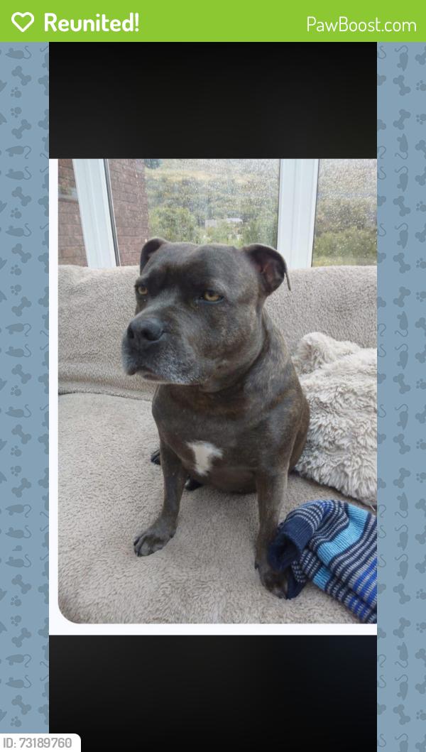 Reunited Female Dog last seen Cwmtillery area, Blaenau Gwent, Wales NP13 1RP