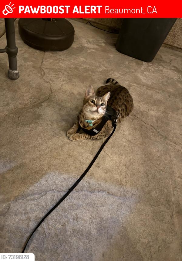 Lost Female Cat last seen Near highridge drive, Beaumont, CA 92223