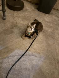 Lost Female Cat last seen Near highridge drive, Beaumont, CA 92223