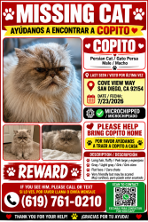 Lost Male Cat last seen Sea reef drive, San Diego, CA 92154