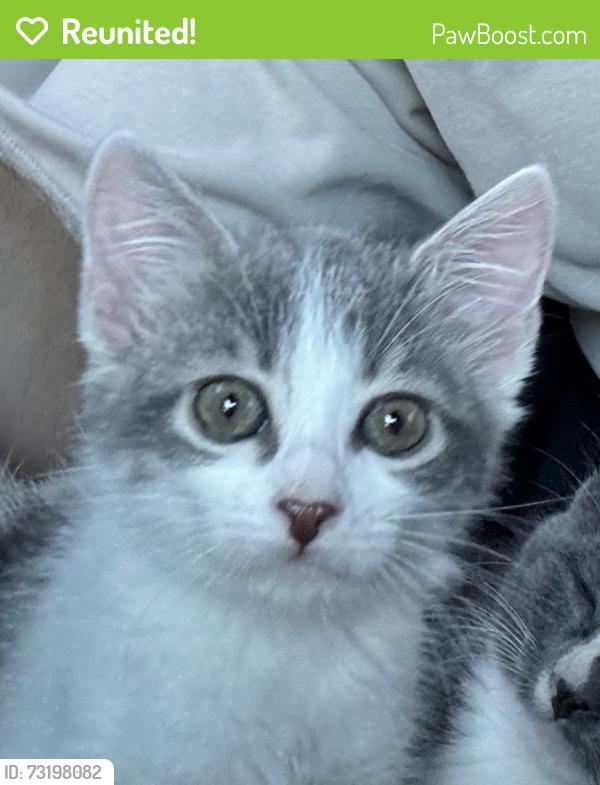 Reunited Female Cat last seen 45th street, Sacramento, CA 95819