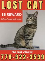 Reunited Female Cat last seen Killarney Park, Vancouver, BC V5S 1G1