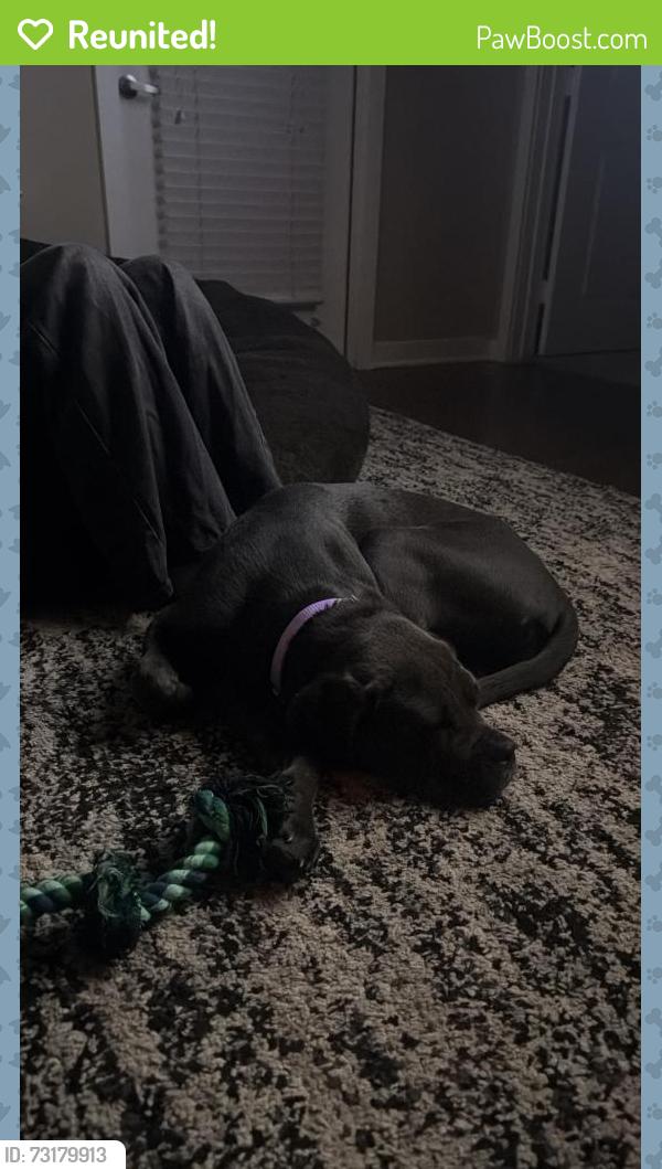 Reunited Female Dog last seen Near carriage hills blvd, Conroe, TX 77384