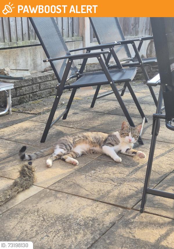 Found/Stray Male Cat last seen Elmdale Crescent ,Northfield B31, Northfield, England B31 3UP