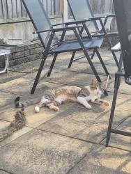 Found/Stray Male Cat last seen Elmdale Crescent ,Northfield B31, Northfield, England B31 3UP