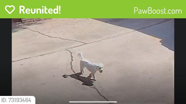 Reunited Female Dog last seen Wible Rd Stine Rd Houghton Rd, Bakersfield, CA 93313