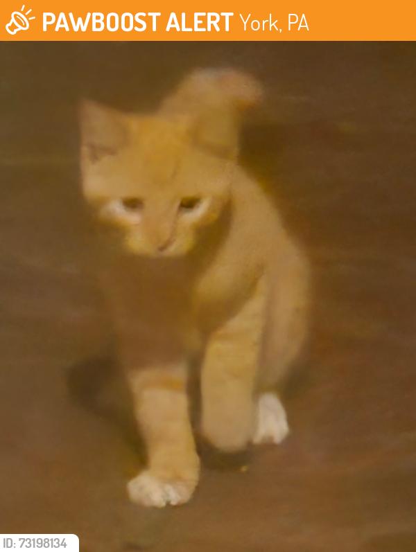 Found/Stray Unknown Cat last seen George Street, York, PA 17404