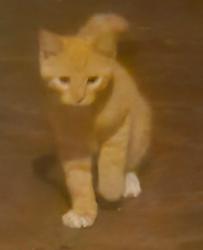 Found/Stray Unknown Cat last seen George Street, York, PA 17404