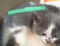 Shelter Stray Female Cat last seen CHARLOTTE, 8315 Byrum Dr, Charlotte, NC 28217, USA