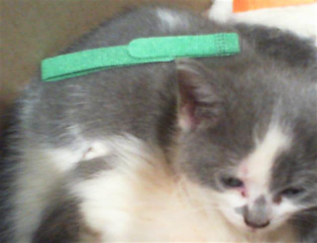 Shelter Stray Female Cat last seen CHARLOTTE, 8315 Byrum Dr, Charlotte, NC 28217, USA