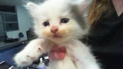 Shelter Stray Male Cat last seen CHARLOTTE, 8315 Byrum Dr, Charlotte, NC 28217, USA
