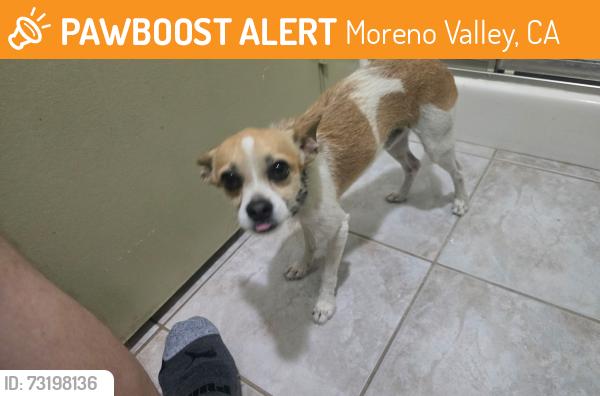 Found/Stray Male Dog last seen Heacock/Cactus, Moreno Valley, CA 92553