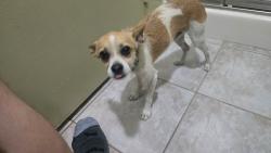 Found/Stray Male Dog last seen Heacock/Cactus, Moreno Valley, CA 92553