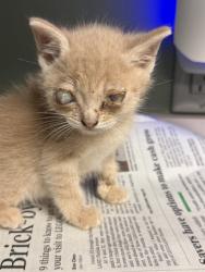 Shelter Stray Male Cat last seen Near BLOCK UNIVERSITY BLVD S UNIT 1025, 2020 Forest St, Jacksonville, FL 32204, USA