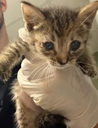 Shelter Stray Male Cat last seen Near BLOCK UNIVERSITY BLVD S UNIT 1025, 2020 Forest St, Jacksonville, FL 32204, USA