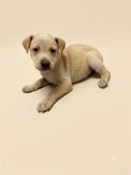 Shelter Stray Male Dog last seen ROBERTS ST, 2020 Forest St, Jacksonville, FL 32204, USA