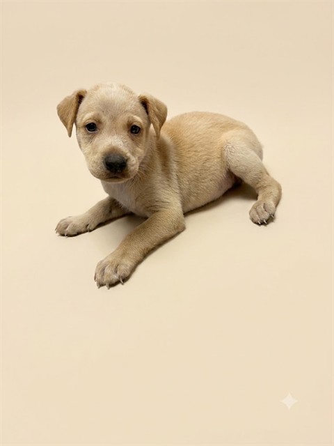 Shelter Stray Male Dog last seen ROBERTS ST, 2020 Forest St, Jacksonville, FL 32204, USA