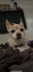 Lost Female Dog last seen Pathfinder, Walnut, CA 91789