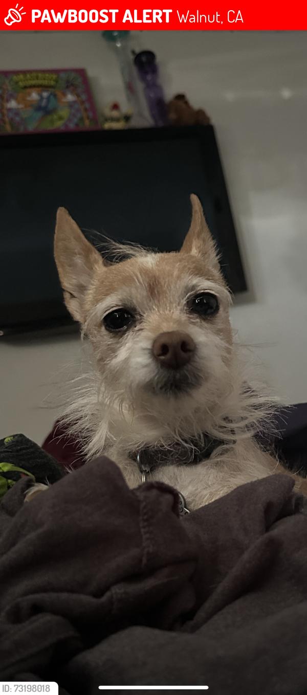 Lost Female Dog last seen Pathfinder, Walnut, CA 91789