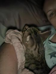 Reunited Male Cat last seen Rexford Dr and Barbara Way, Las Vegas, NV 89104