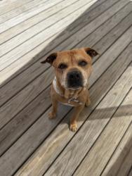 Lost Male Dog last seen Kevin’s Store, Barco, NC 27917
