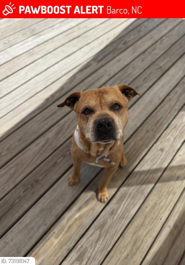 Lost Male Dog last seen Kevin’s Store, Barco, NC 27917
