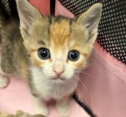 Shelter Stray Female Cat last seen , 11361 W Pico Blvd, Los Angeles, CA 90064, USA