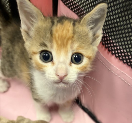 Shelter Stray Female Cat last seen , 11361 W Pico Blvd, Los Angeles, CA 90064, USA
